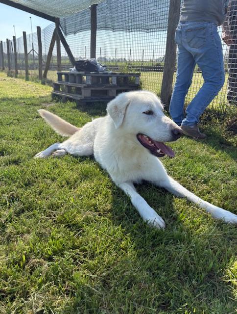 🐾 IL GIGANTE BUONO: INCONTRA MURDOK 🐾 Foto 4